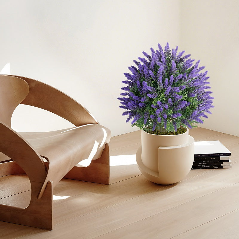 types of bamboo plants indoor Lucky Bamboo