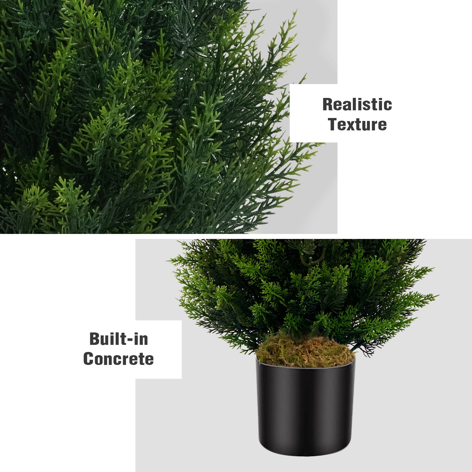 #Style_Cedar Trees
