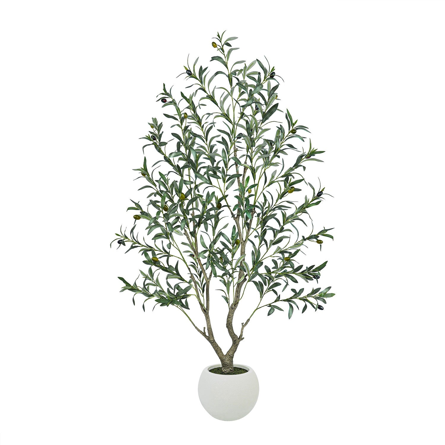 #Size_5FT(153cm)641 leaves 28fruits