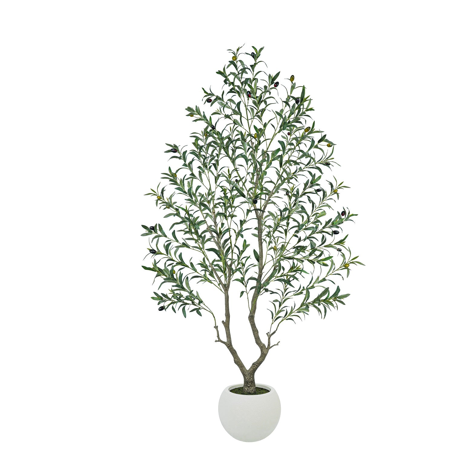 #Size_6FT(183cm)894 leaves 39fruits