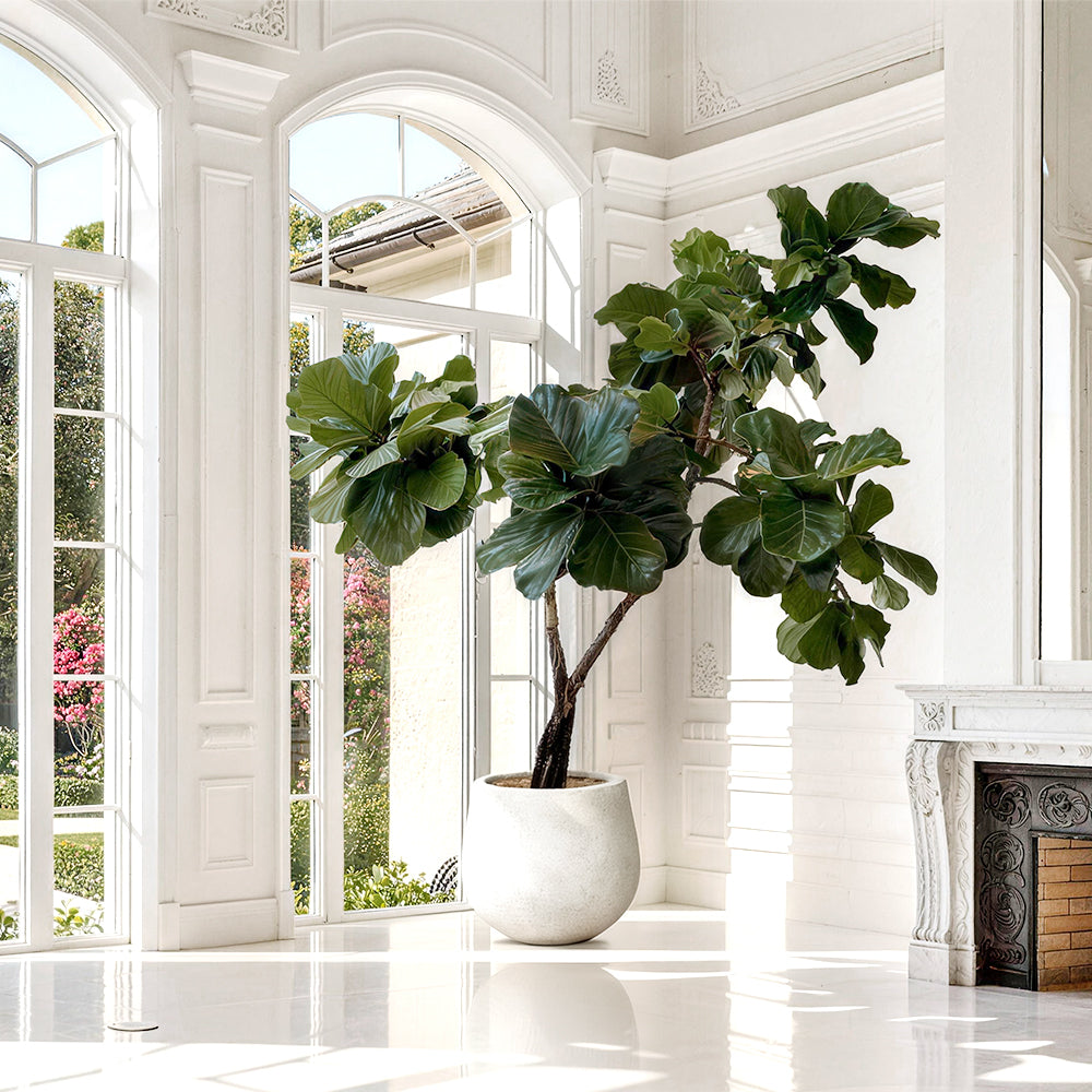 Custom-made plants arrangements for window(Please contact customer service)