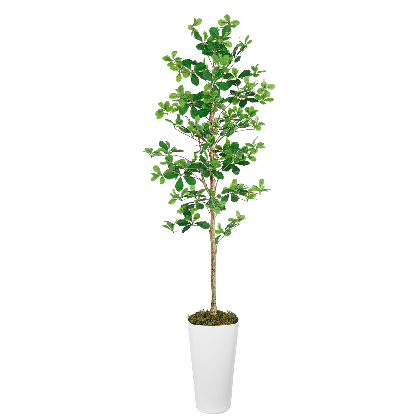 Indoor Faux Tree | 6FT Black Faux OliveTree(With White Plastic Pot)