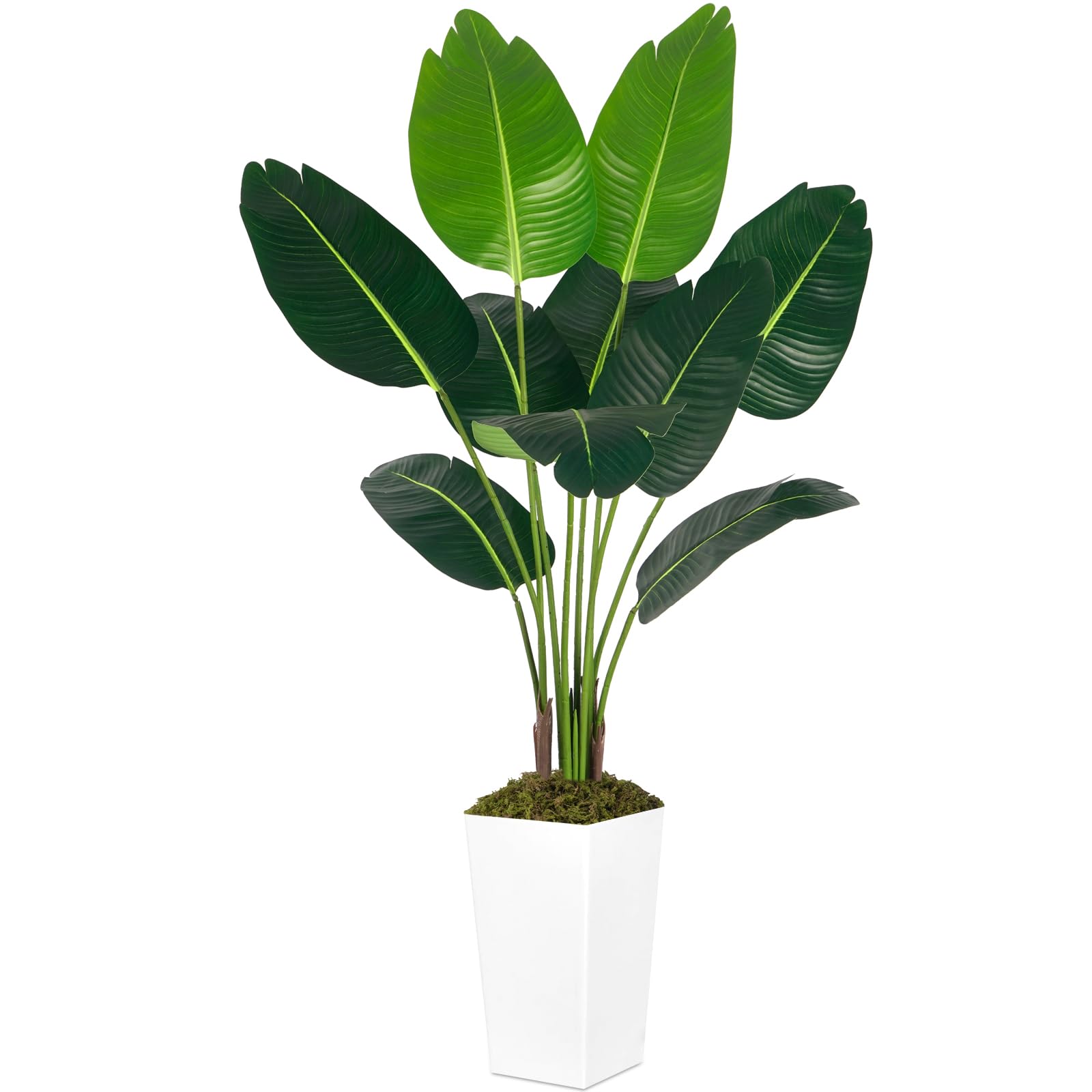 betel leaf plant online Betel Leaf Vine, Piper betel – Let's Grow Florida main image 1