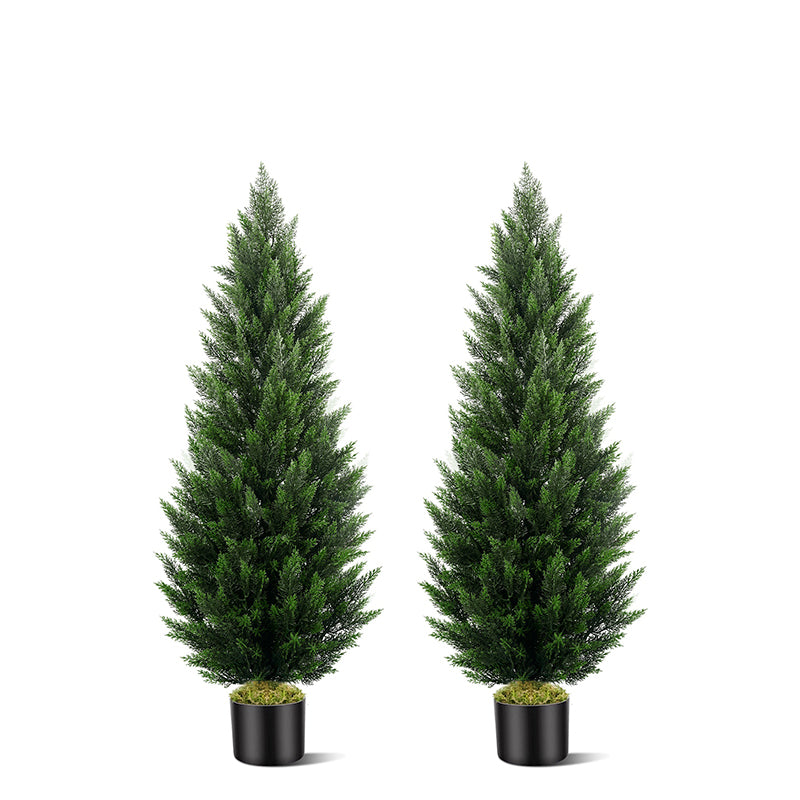 #Style_Cedar Trees