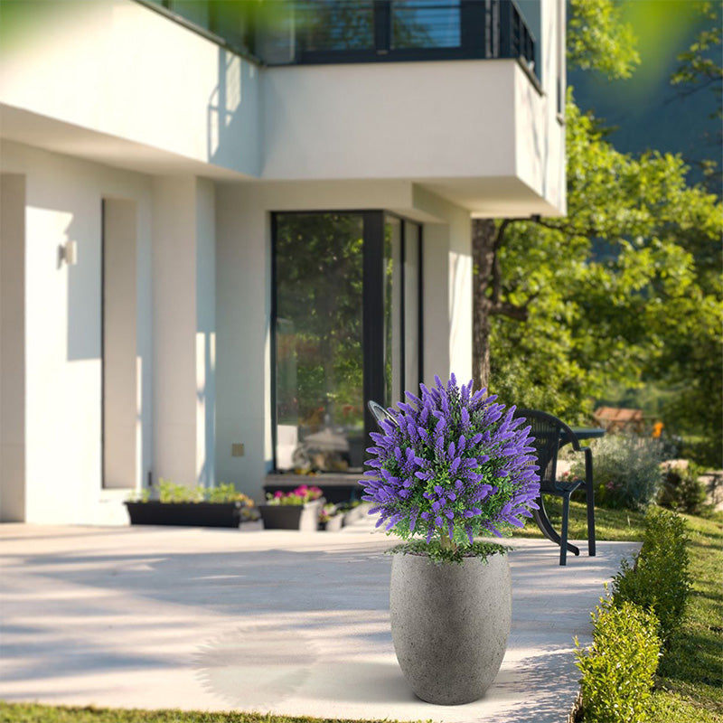 Lavender potted plants