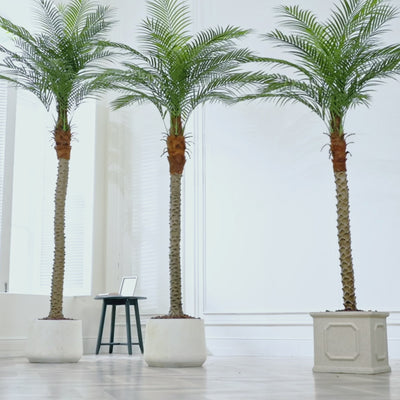 Realistic 7/8/9 FT Artificial Phoenix Palm Tree